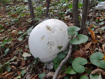 Czasznica olbrzymia znaleziona w Bęble, Mała Skałka 