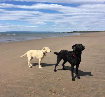 Olive i Mabel 