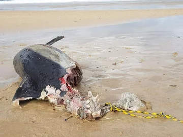 Martwy delfin w Kornwalii 