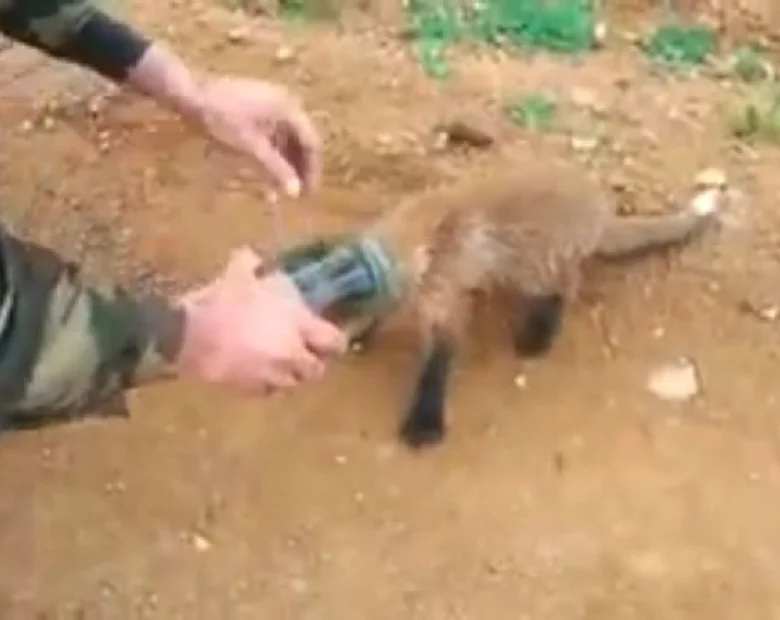 Miniatura: Lis utknął w słoiku. Uratowali go Rosjanie