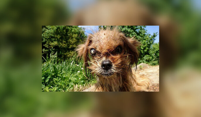 Miniatura: Kiedy go znaleźli, nie przypominał psa....