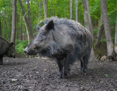 Miniatura: Myśliwy postrzelił 14-latka na Pomorzu....