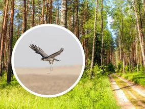 Miniatura: Jeden ptak, a tyle szczęścia. To pierwszy...