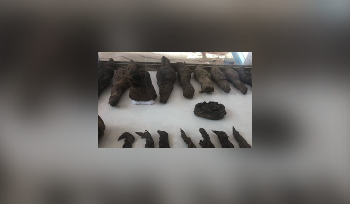 Mumie myszy, kotów i ptaków. Fascynujące znalezisko w Egipcie Zmumifikowane drapieżne ptaki