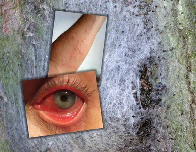 Miniatura: Nadleśnictwo apeluje do wczasowiczów. Te...