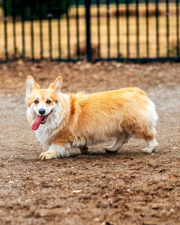 Maxine the Fluffy Corgi 