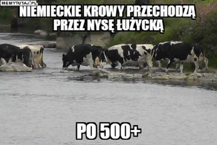 Memy po zapowiedziach o programie "500 plus dla krów" 