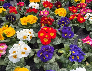 Miniatura: Jedna drobna zmiana, a prymulki kwitną do...