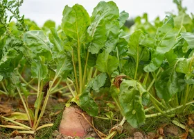 Miniatura: Co uprawia się w Polsce? Spróbuj zgarnąć...