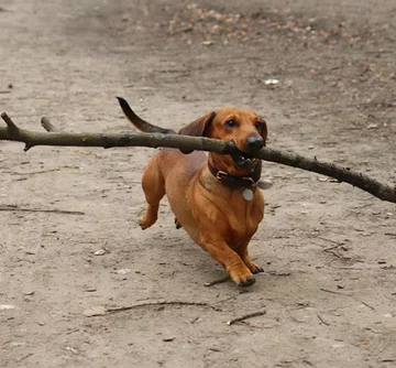 Bosco, jamnik, który został „królem patyków” 