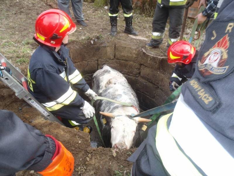 Strażacy wyciągali krowę ze zbiornika 