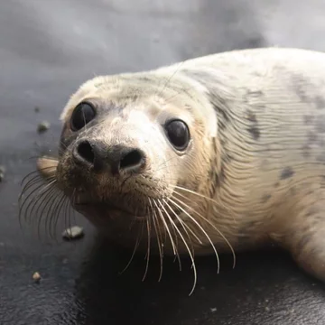 Foka uratowana przez organizację Seal Rescue Ireland 