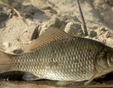 Miniatura: Bałtyckie potwory i rzeczni królowie. Nasz...