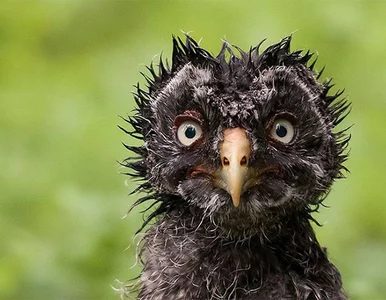 Miniatura: Ci fotografowie idealnie uchwycili moment....