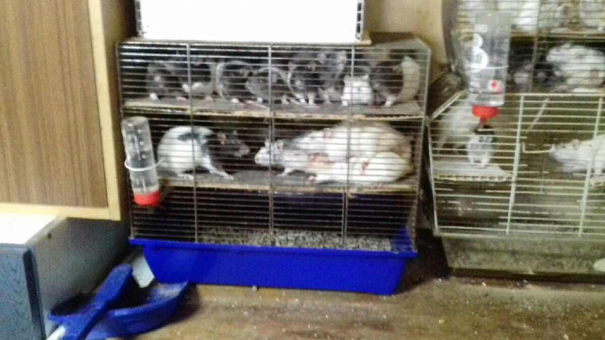 Szczury znalezione w Piotrkowie Trybunalskim 