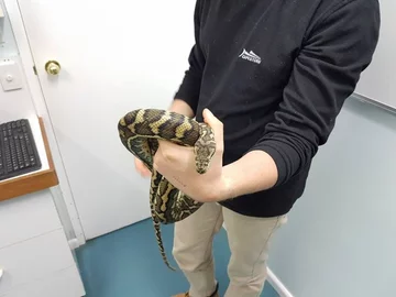 Wąż złapany przez pracowników firmy Brisbane Snake Catchers 
