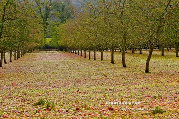 Sad w Clonmel po przejściu huraganu Ophelia 