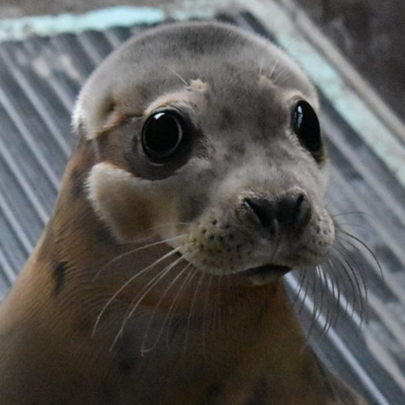 Foka uratowana przez organizację Seal Rescue Ireland 