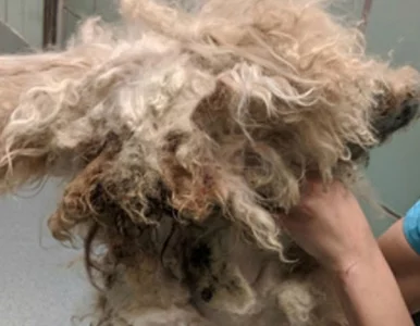 Miniatura: O tym psie wszyscy zapomnieli. Jego...