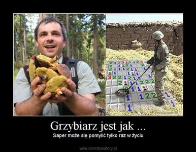 Miniatura: Sezon grzybowy w pełni. Oto najlepsze MEMY...