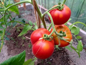 Miniatura: Na pomidorach są suche plamy, a liście się...