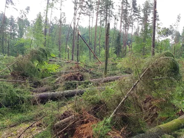 Zniszczenia po trąbie powietrznej w Starych Jabłonkach 