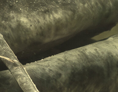 Miniatura: Na widok suma wędkarz wpadł w ekscytację....