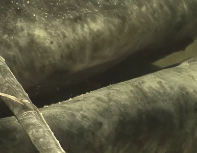 Miniatura: Na widok suma wędkarz wpadł w ekscytację....