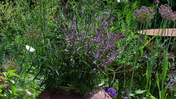 Bazylia kwiatowa Kwitnąca bazylia