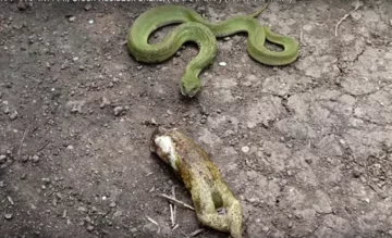 Wąż połyka i "wypluwa" żabę 