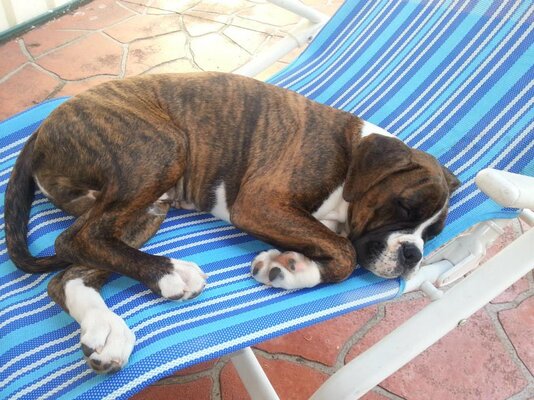 Miniatura: Bokser Duke - pies, który zmarł podczas...