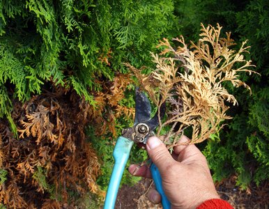 Miniatura: Tniesz tuje w złym terminie? Jeden błąd i...