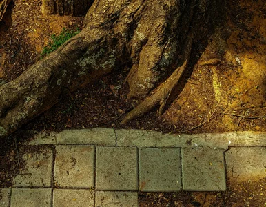Miniatura: Są piękne, ale niebezpieczne. Te drzewa...