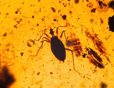 Miniatura: Owady sprzed 99 milionów lat zamknięte w...