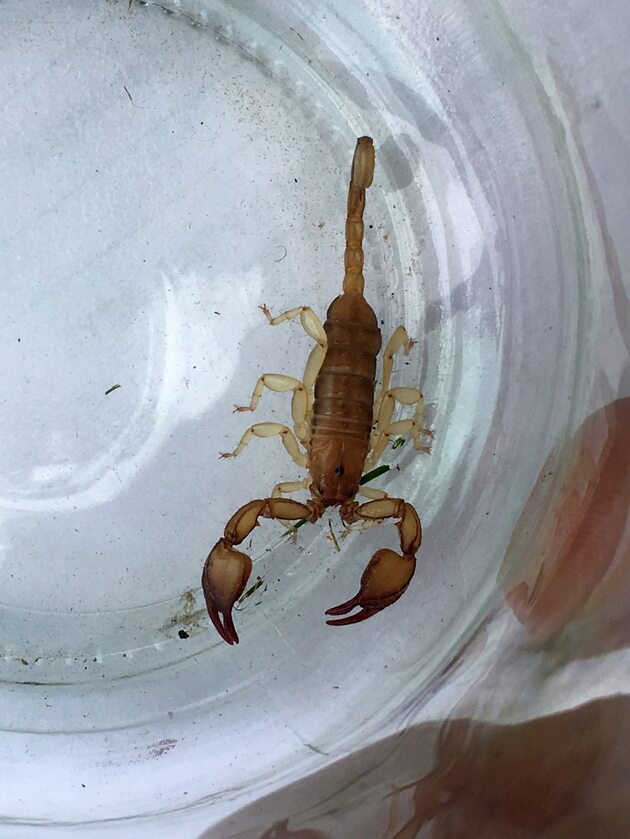 Skorpion przywieziony z Chorwacji 