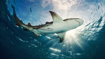 W&nbsp;1988 roku zadebiutował kultowy &ldquo;Shark Week&rdquo; &ndash; blok program&oacute;w poświęconych w&nbsp;pełni tematyce rekin&oacute;w