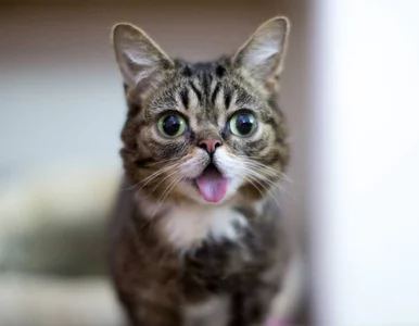 Miniatura: Tak, to prawdziwy kot. Lil BUB jest...