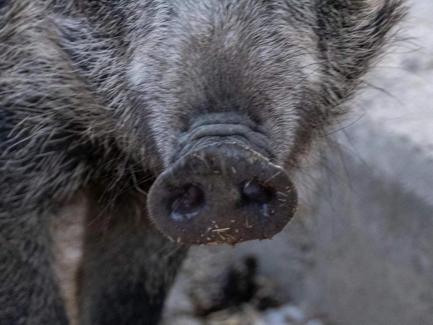 Quiz wiedzy ogólnej na literę „D”