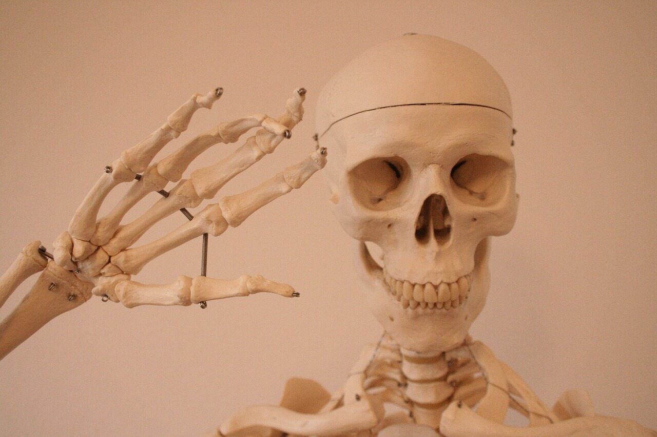 Z ilu kości składa się układ kostny dorosłego człowieka?