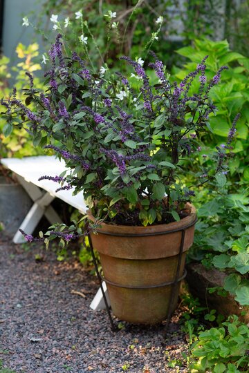 Bazylia kwiatowa Kwitnąca bazylia