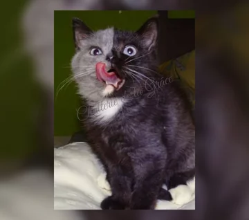 "Kot o dwóch twarzach" 