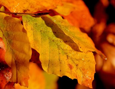 Miniatura: Ten żywopłot rośnie błyskawicznie, a...