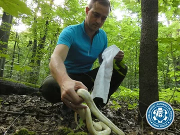 Wąż zbożowy znaleziony w Lasku Bielańskim 
