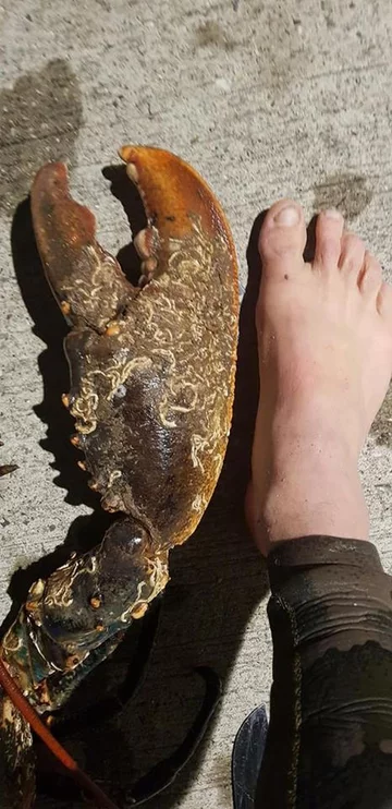 Krab wyłowiony przez nurka 