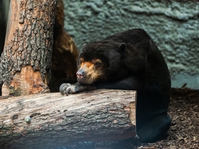Niedźwiedź z łódzkiego Orientarium pogryzł weterynarza. Mężczyzna w...