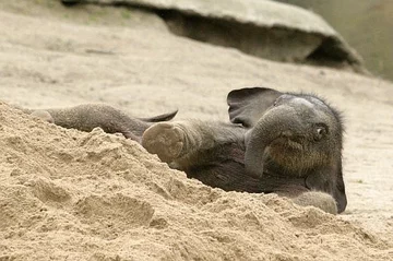 Słoniątko o imieniu Assam poznaje świat, a konkretnie zoo w Hamburgu (fot. PAP/EPA/DANIEL BOCKWOLDT)