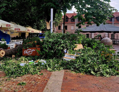 Miniatura: Konar drzewa spadł na rynek w Zamościu....