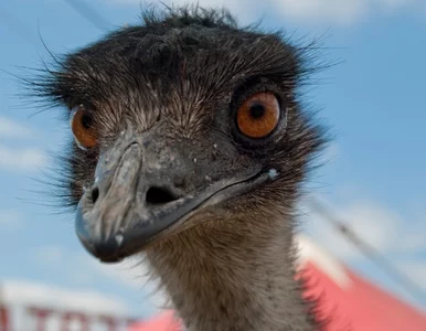 Miniatura: Strusie z plantacji marihuany idą pod młotek