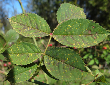 Miniatura: Róże tracą liście już na początku sezonu?...