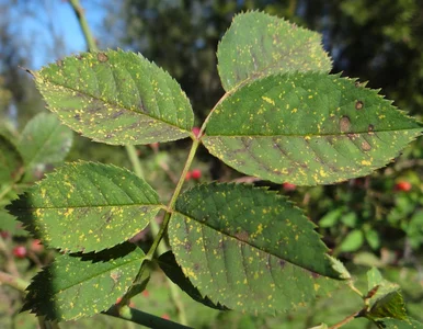 Miniatura: Róże tracą liście już na początku sezonu?...